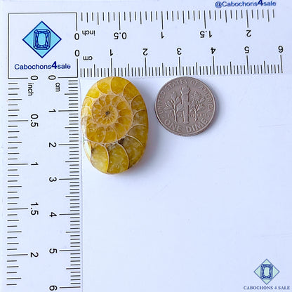 Ammonite