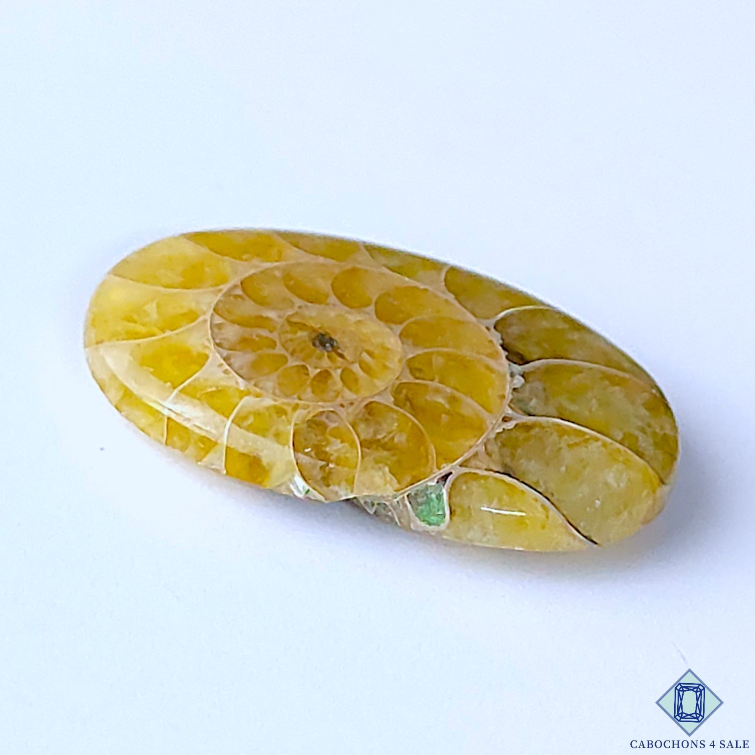 Ammonite