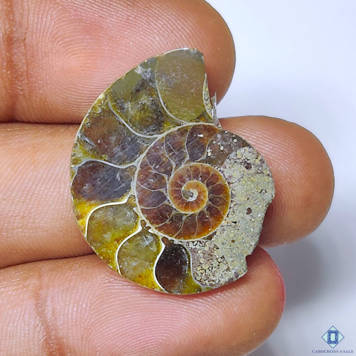 Ammonite