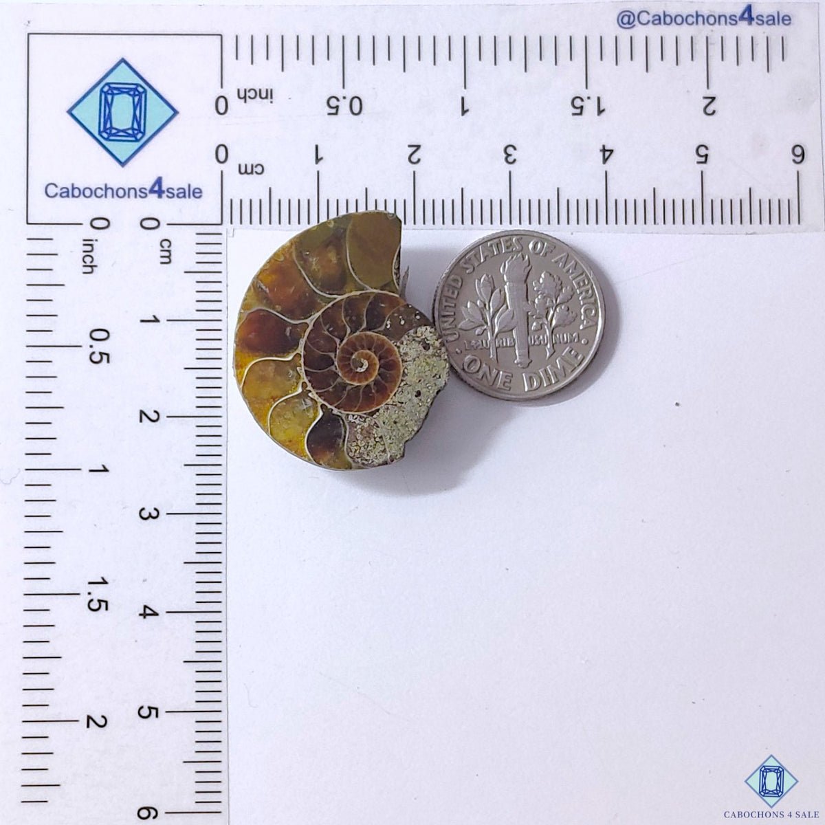 Ammonite