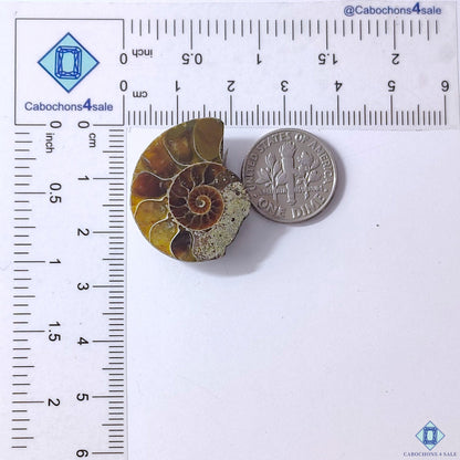 Ammonite