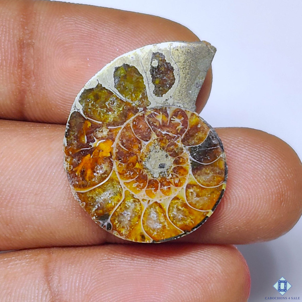 Ammonite