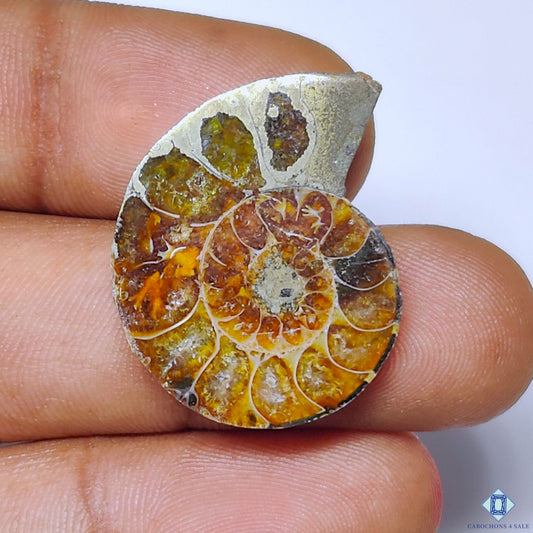 Ammonite