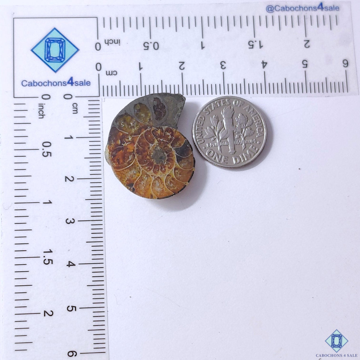Ammonite