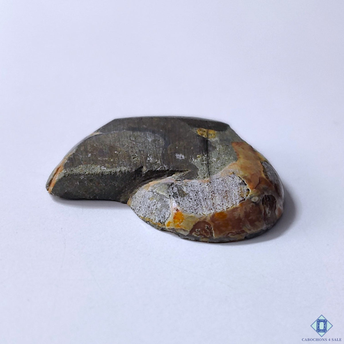 Ammonite