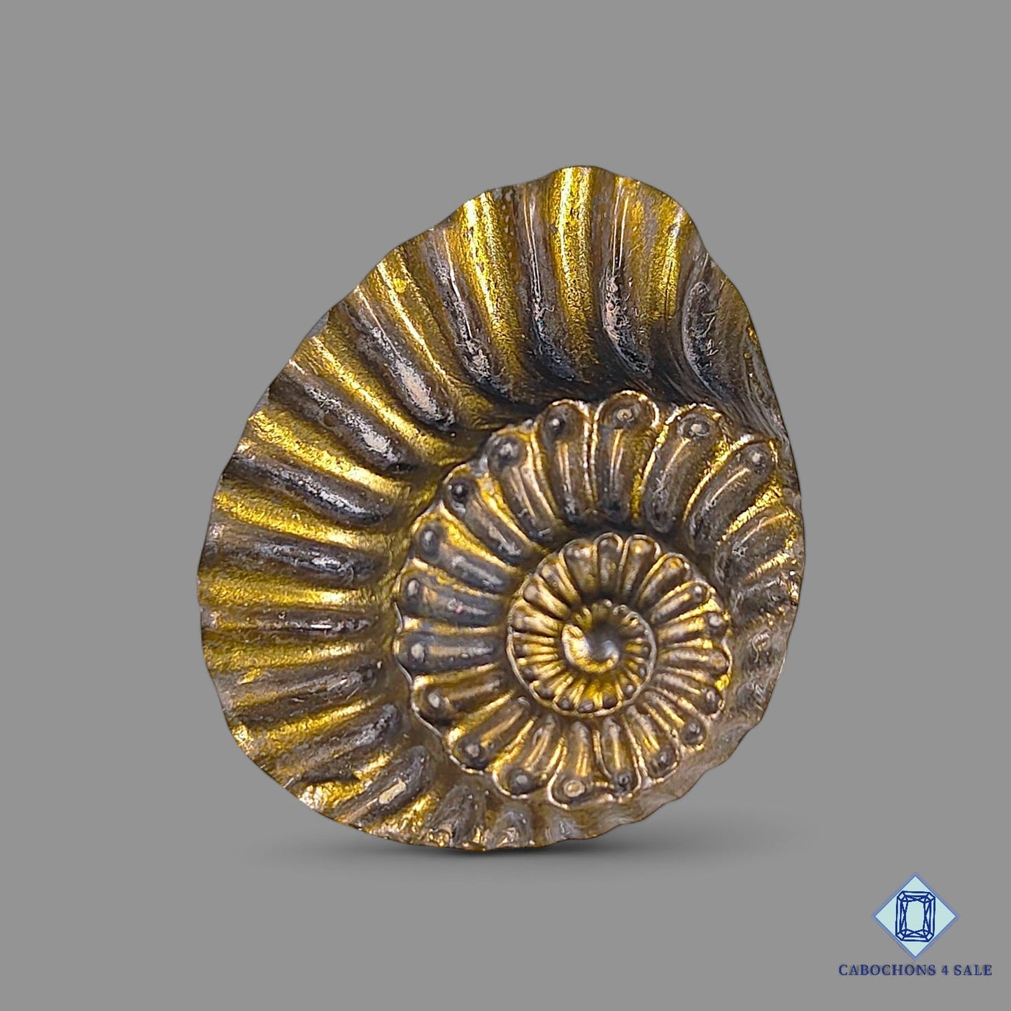Ammonite