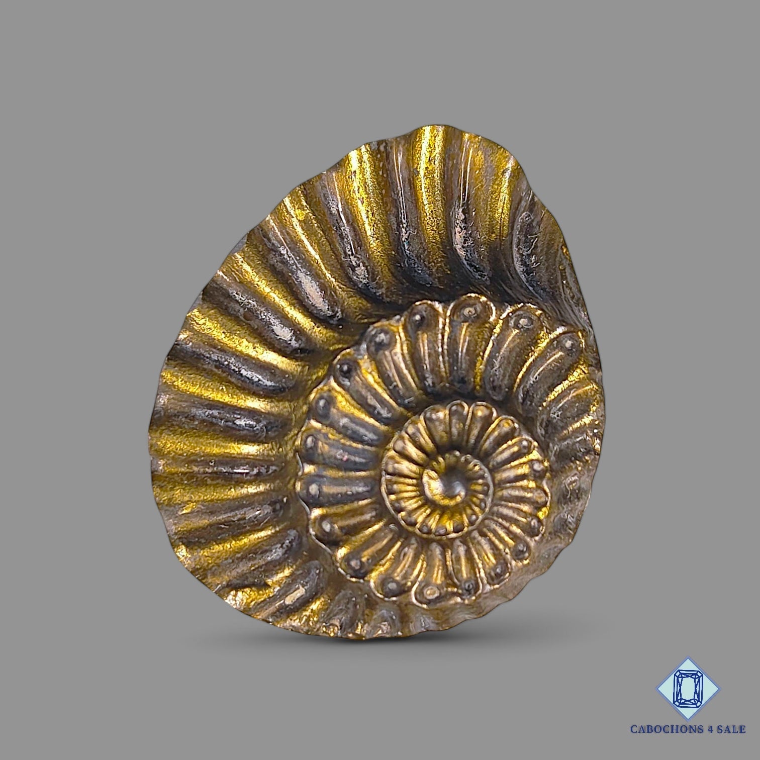 Ammonite