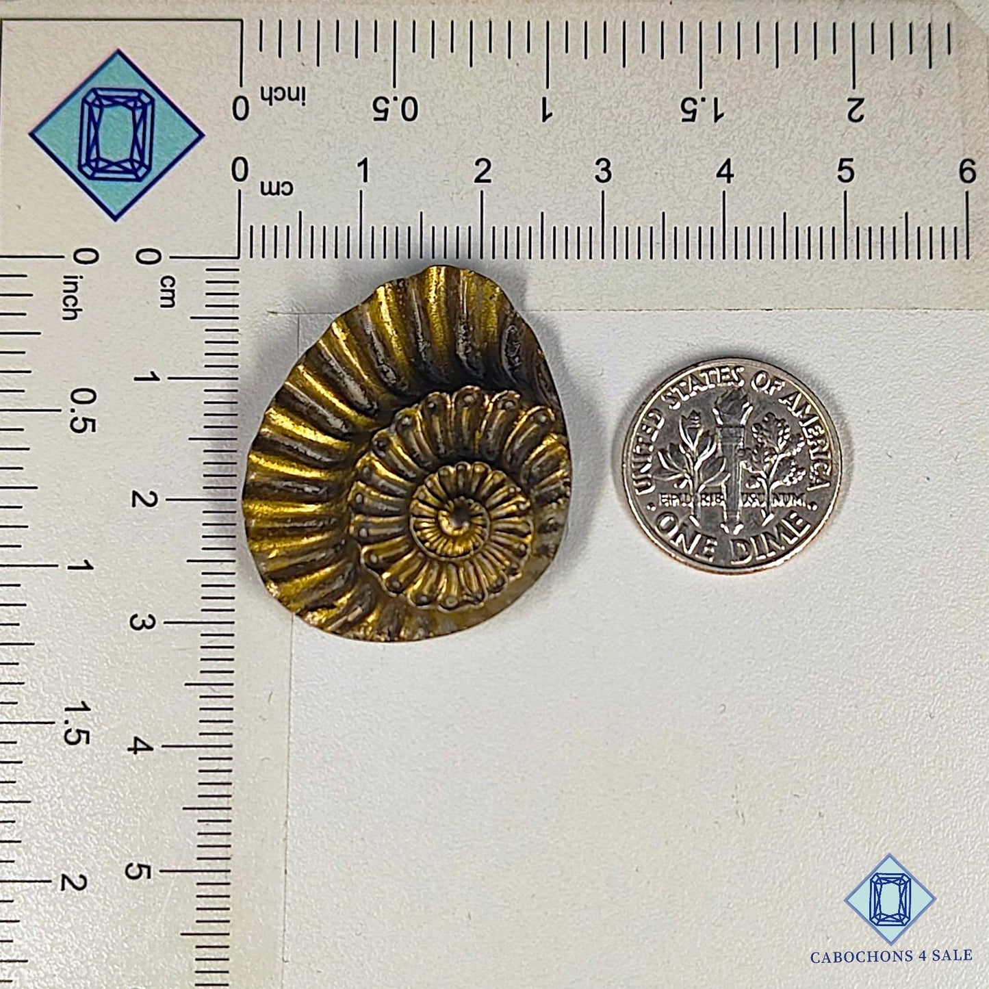 Tallas de amonita natural de 31 x 26 x 8 mm, disponibles para la venta en Canadá.