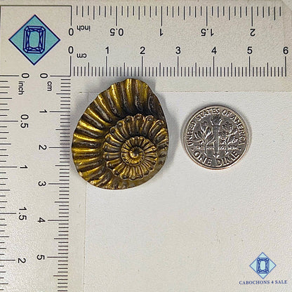 Tallas de amonita natural de 31 x 26 x 8 mm, disponibles para la venta en Canadá.