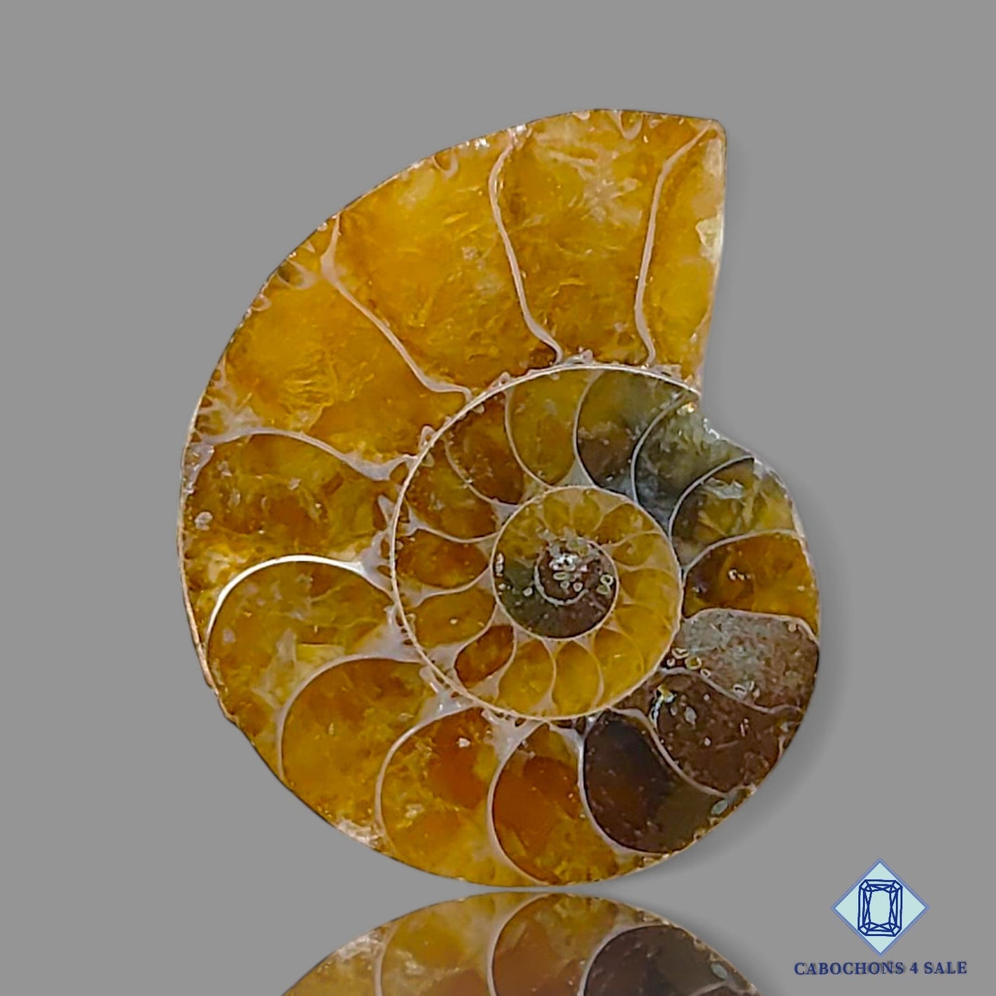 Ammonite