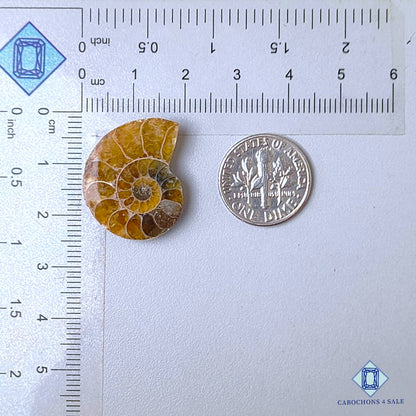 Piedra preciosa de amonita natural Druzy de lujo de 23 x 19 x 5 mm, procedente de Canadá, disponible para la venta.