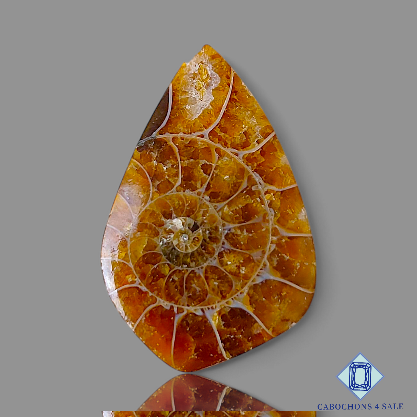 Ammonite