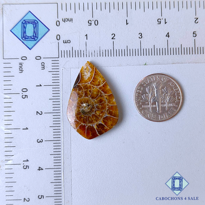 Cabujones de pera de amonita