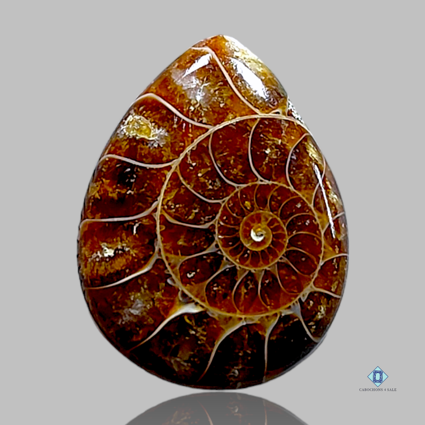 Ammonite