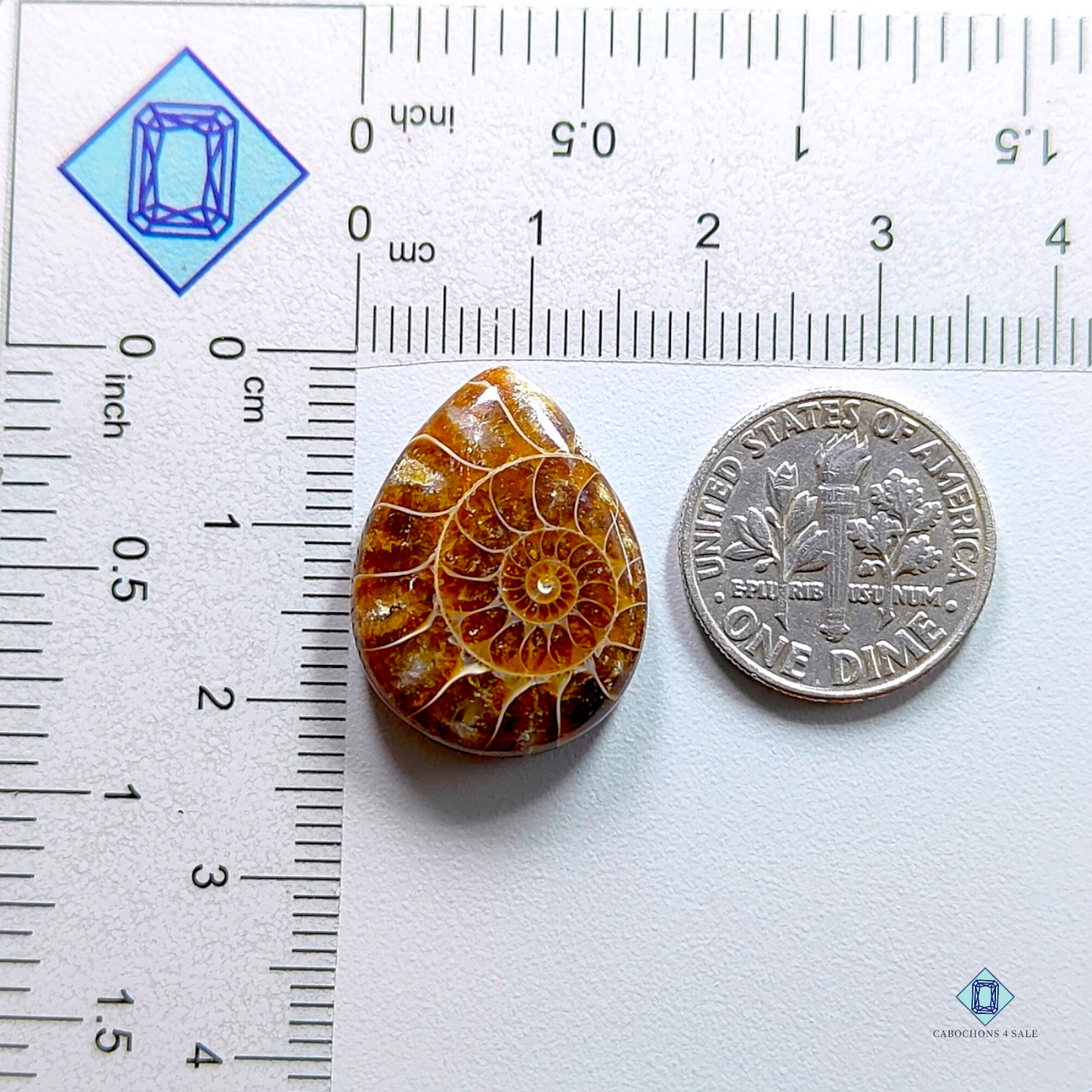 Ammonite