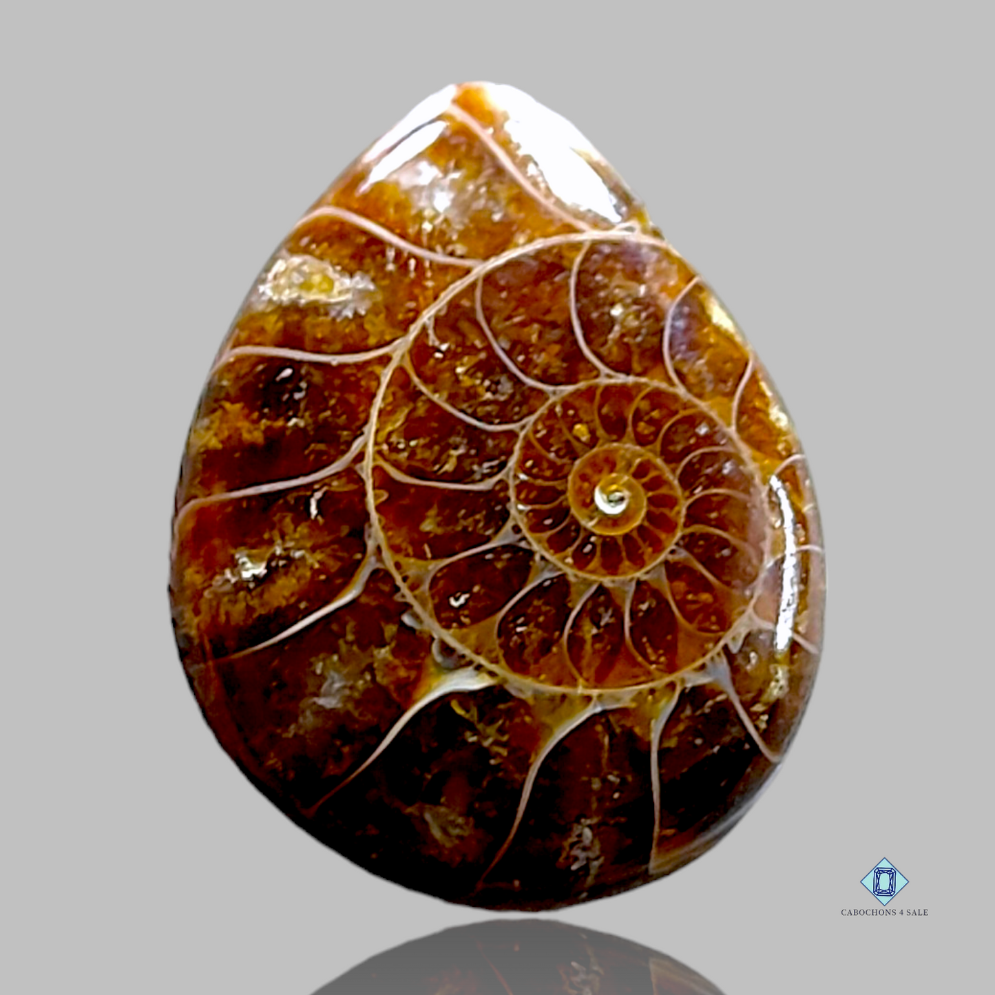 Ammonite