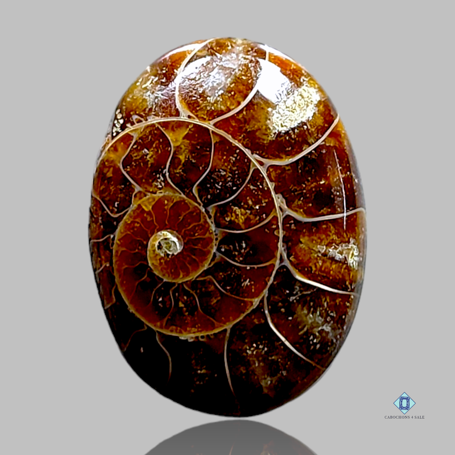 Ammonite