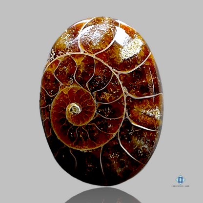 Ammonite