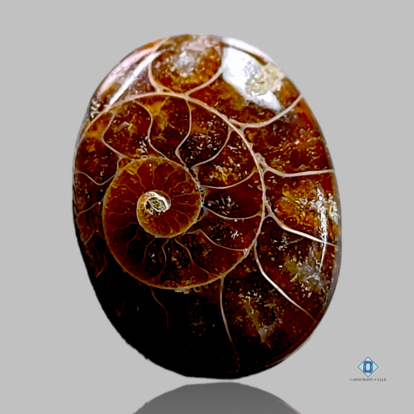 Ammonite