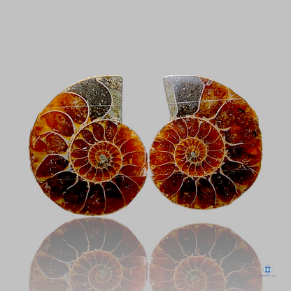 Ammonite-c4sw1540-fancy-brown-Pairs