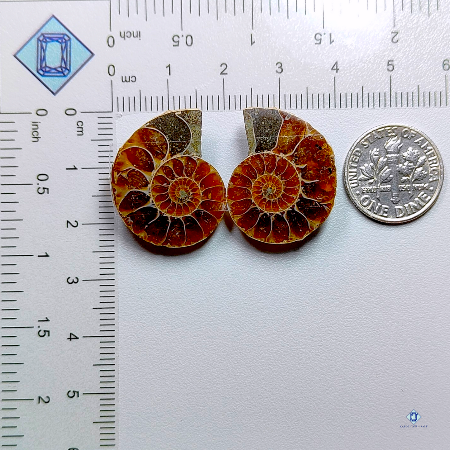 Ammonite-fancy-Druzy