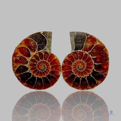 Ammonite-fancy-Druzy