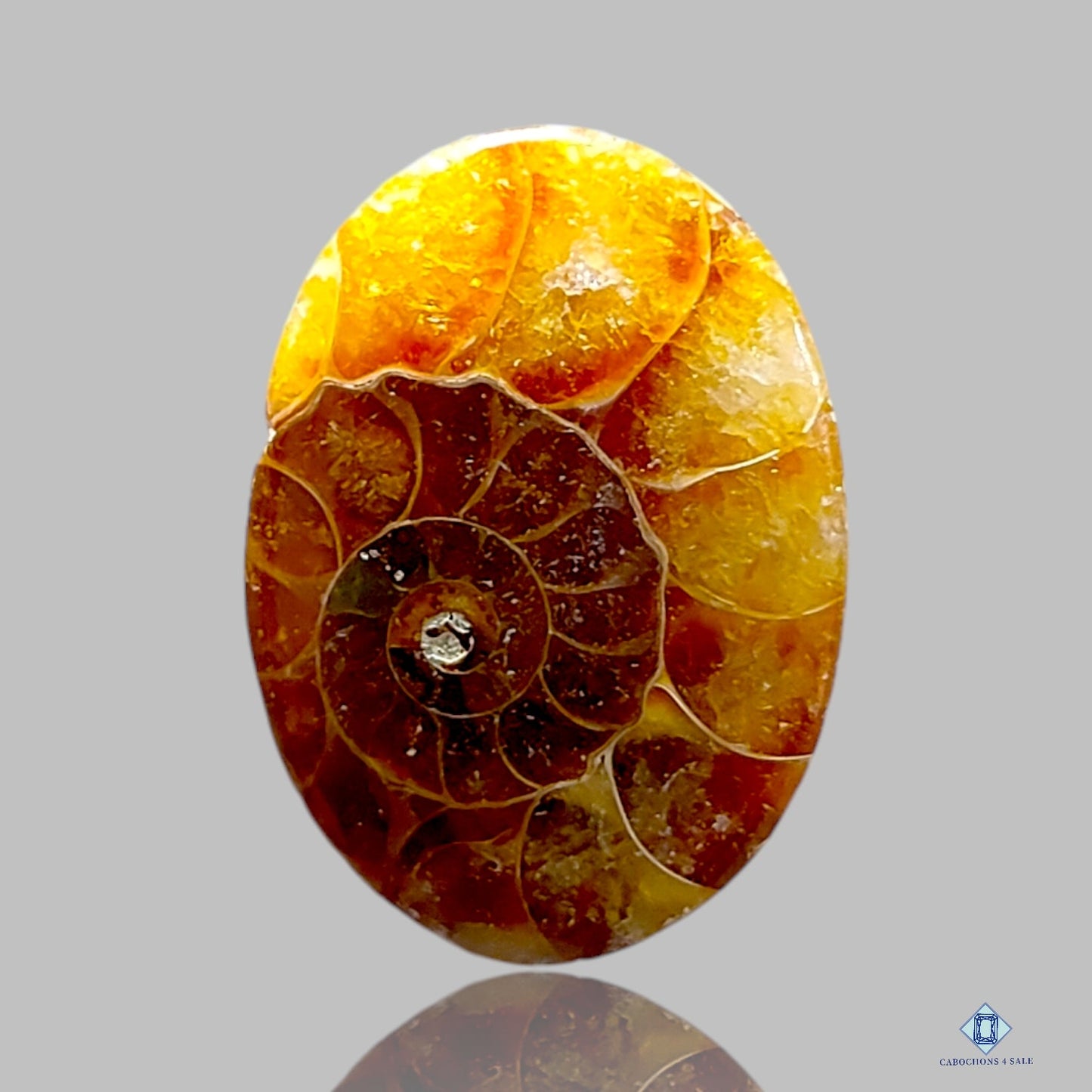 Ammonite