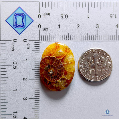 Ammonite Oval Cabochons