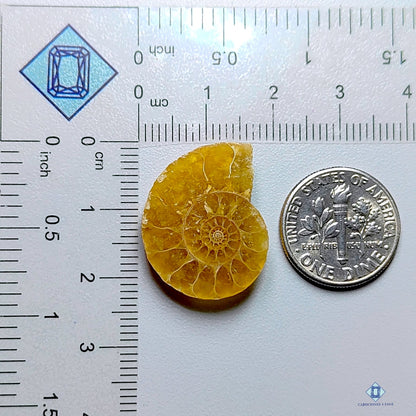 Ammonite Fancy Cabochons