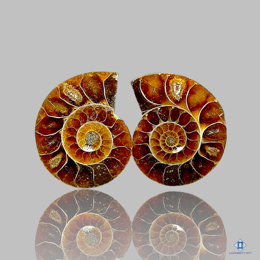 Ammonite