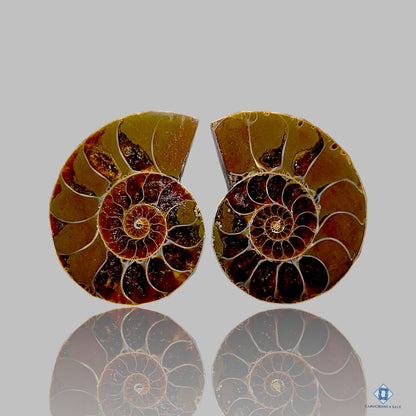 Ammonite