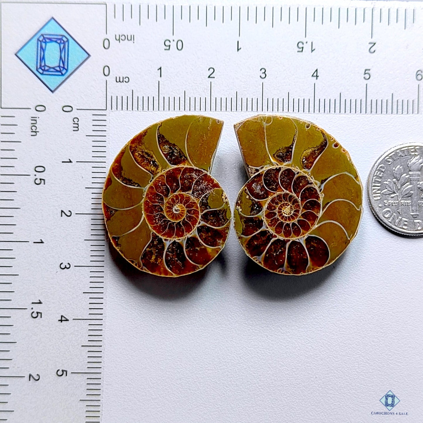 Ammonite Fancy Pairs