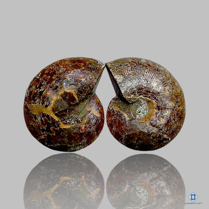 Ammonite Fancy Pairs