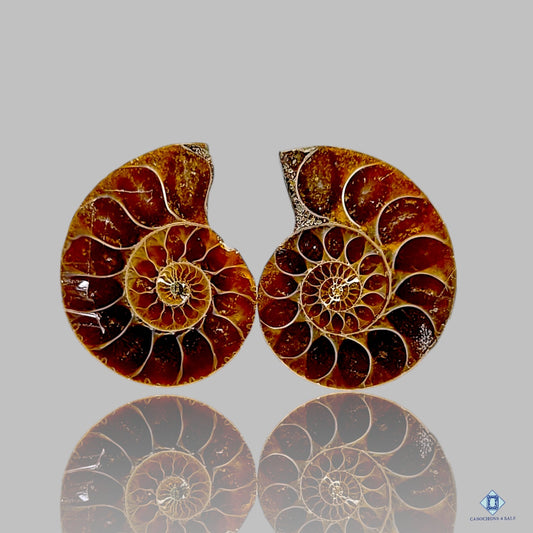 Ammonite