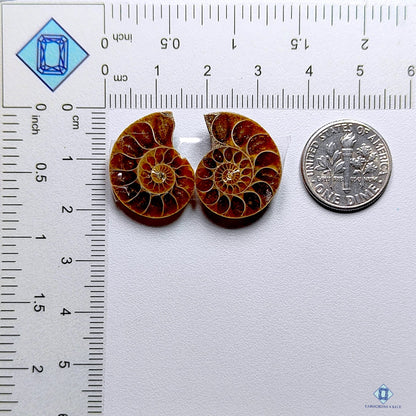 Ammonite Fancy Pairs