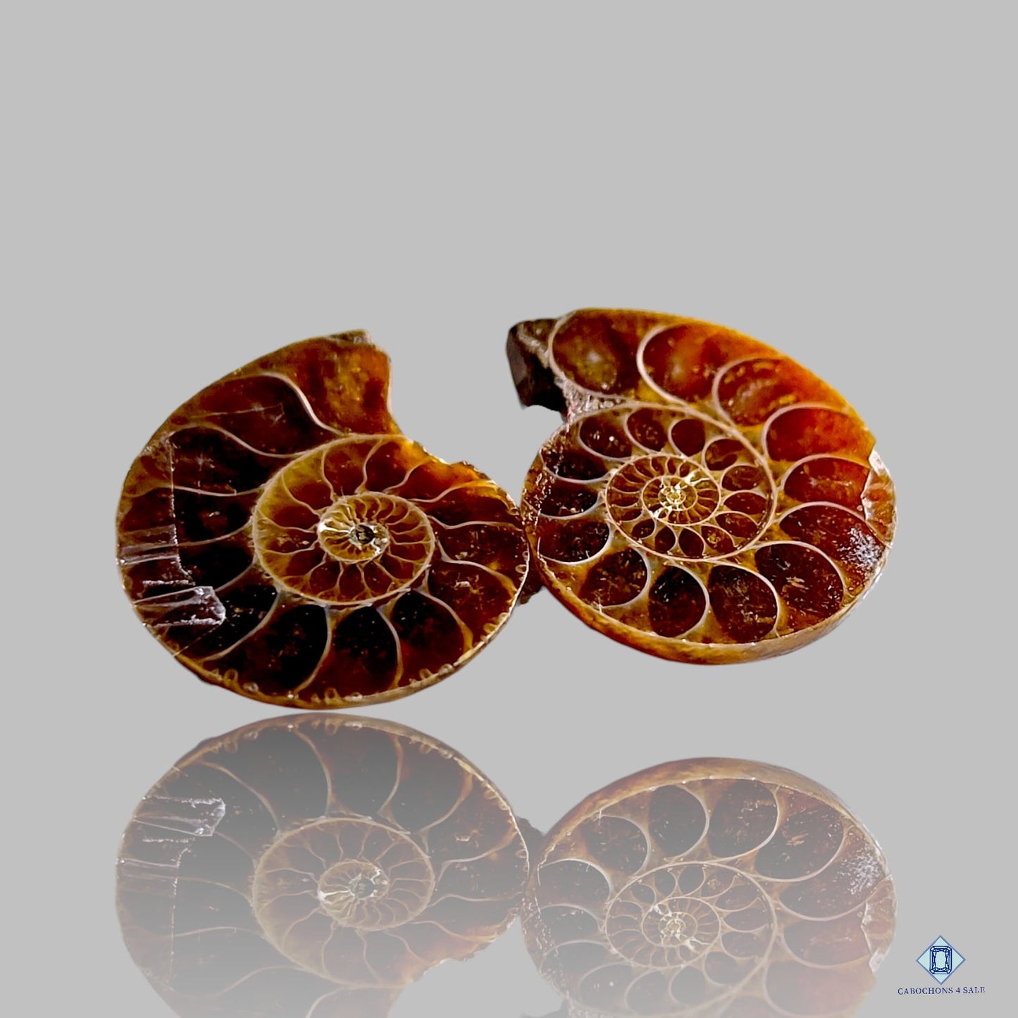 Ammonite Fancy Pairs