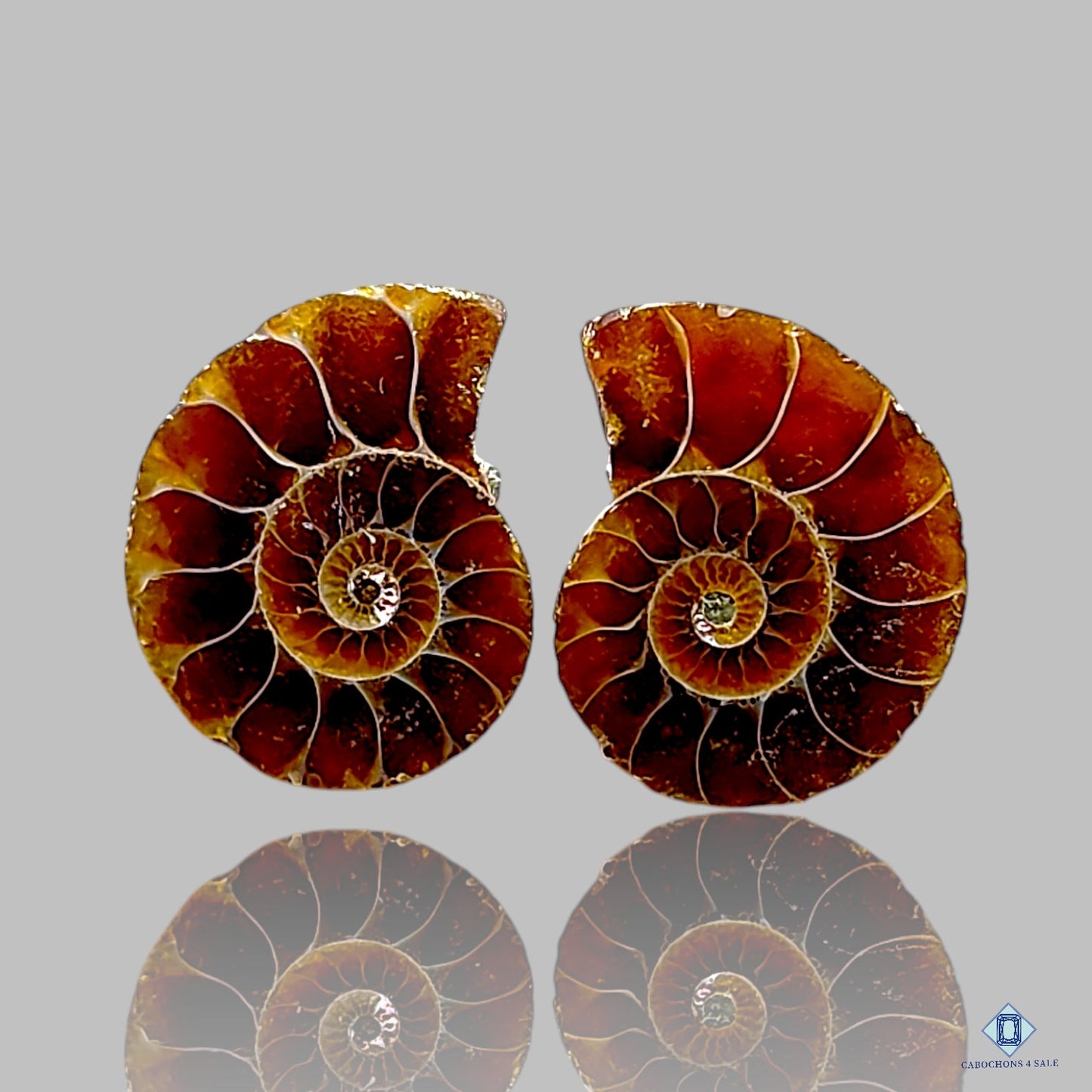 Ammonite