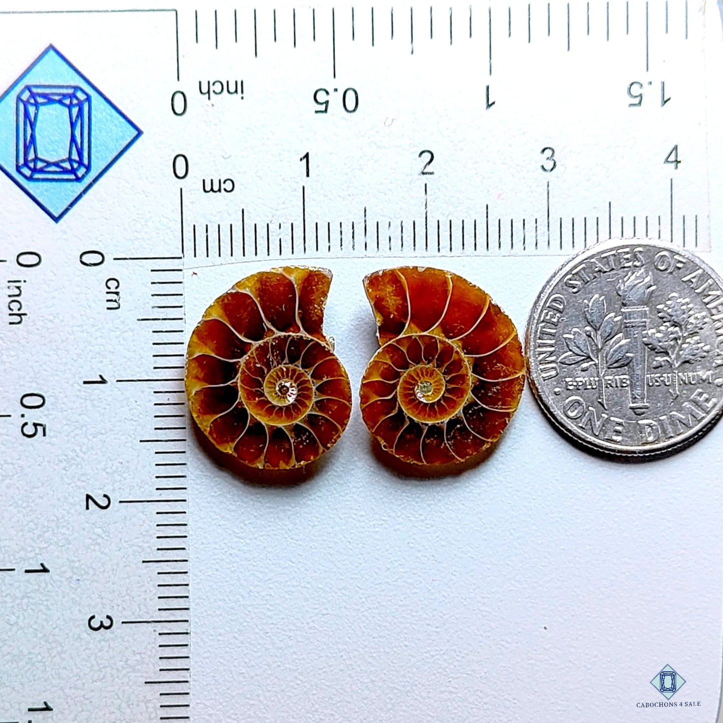 Ammonite Fancy Pairs