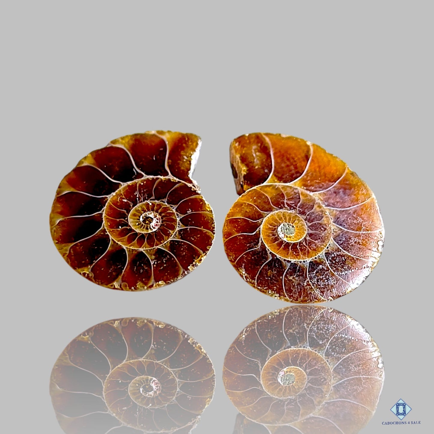 Ammonite Fancy Pairs