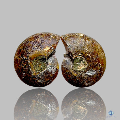 Ammonite Fancy Pairs