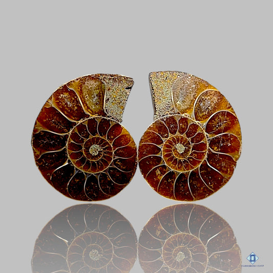 Ammonite