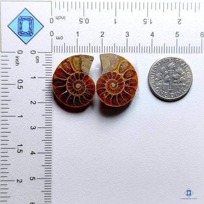 Ammonite Fancy Pairs