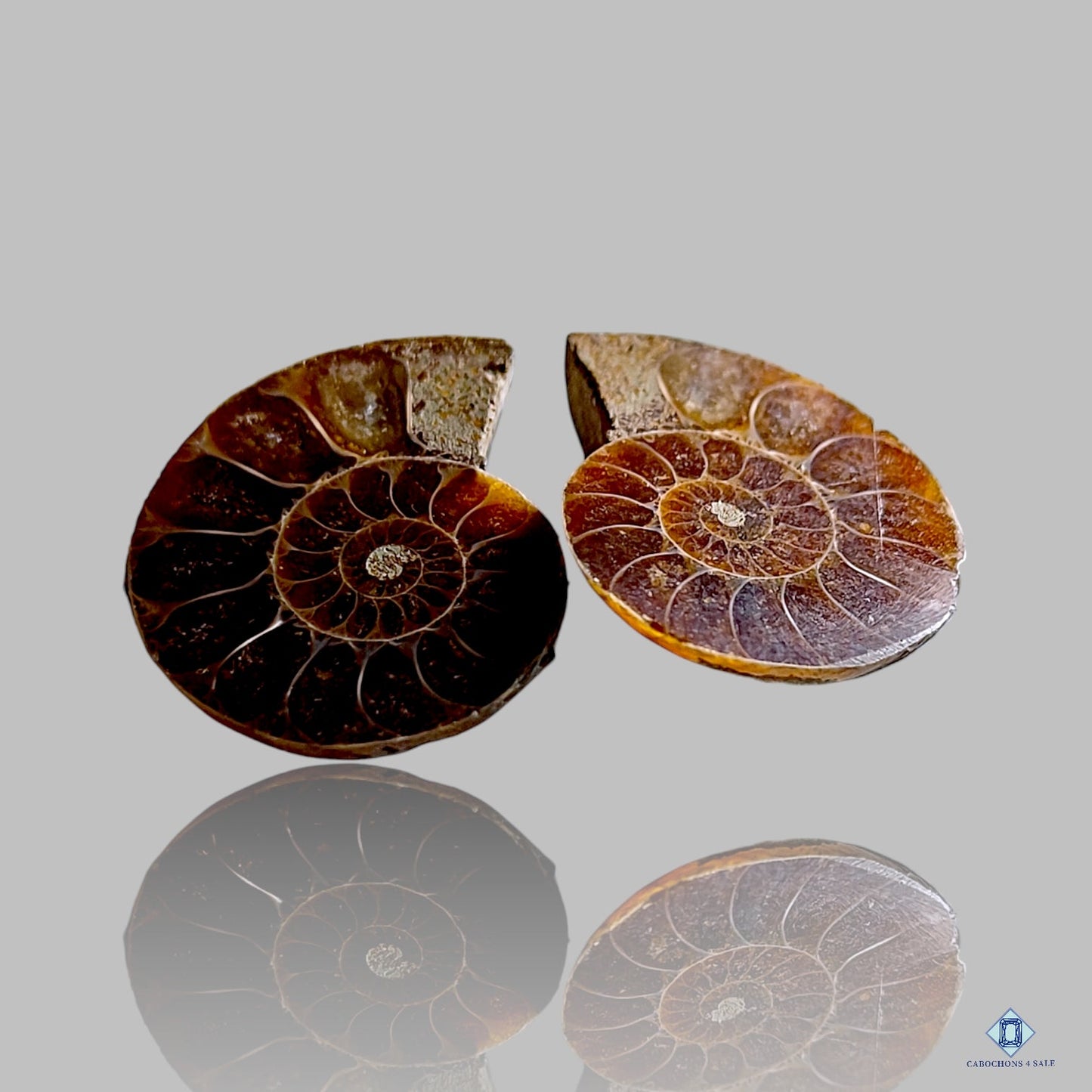 Ammonite Fancy Pairs