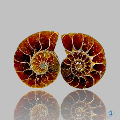 Ammonite