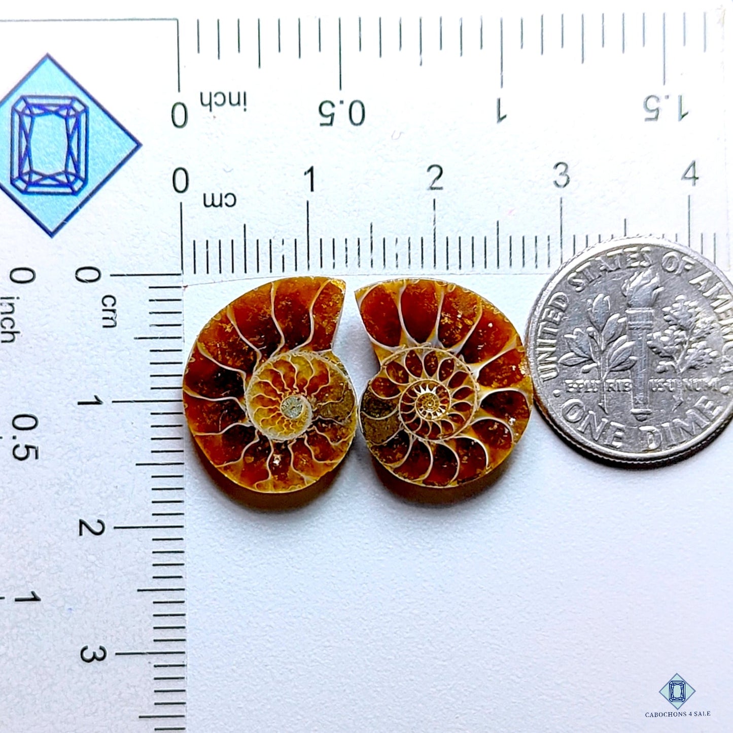 Ammonite Fancy Pairs