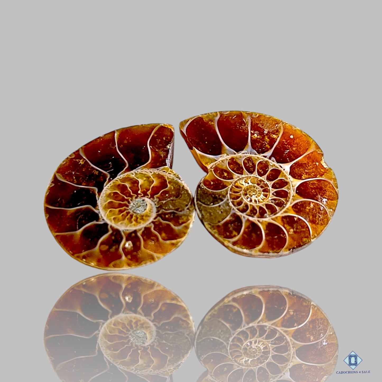 Ammonite Fancy Pairs