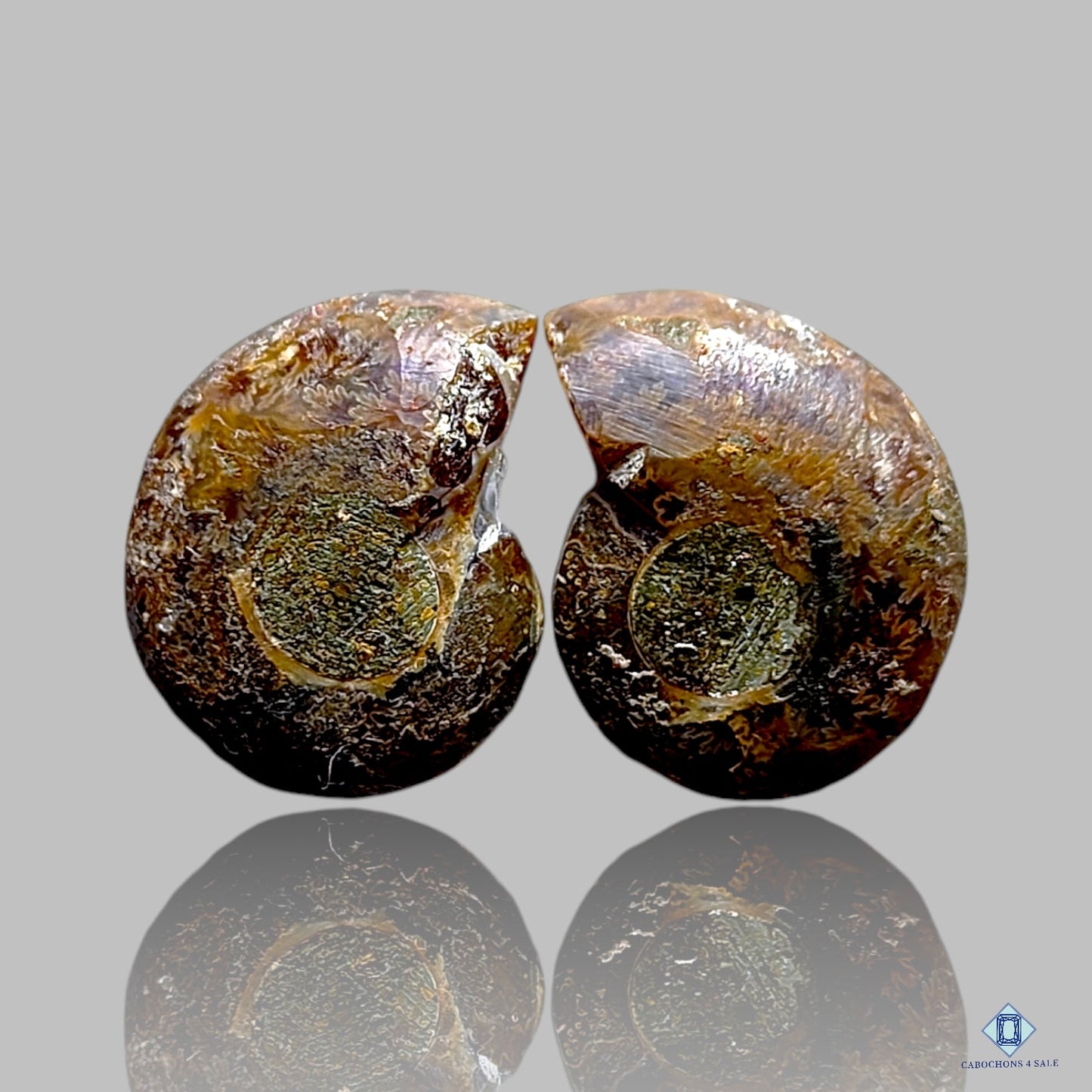 Ammonite Fancy Pairs