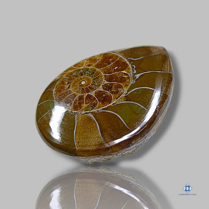 Ammonite Pear Cabochons