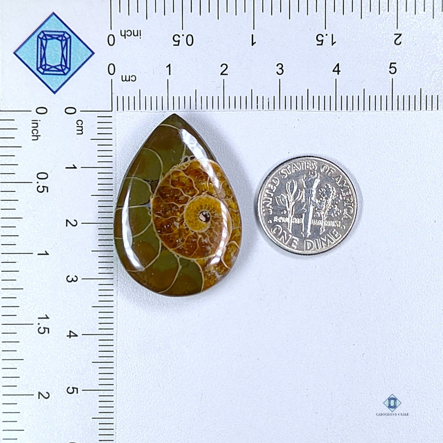 Ammonite Pear Cabochons