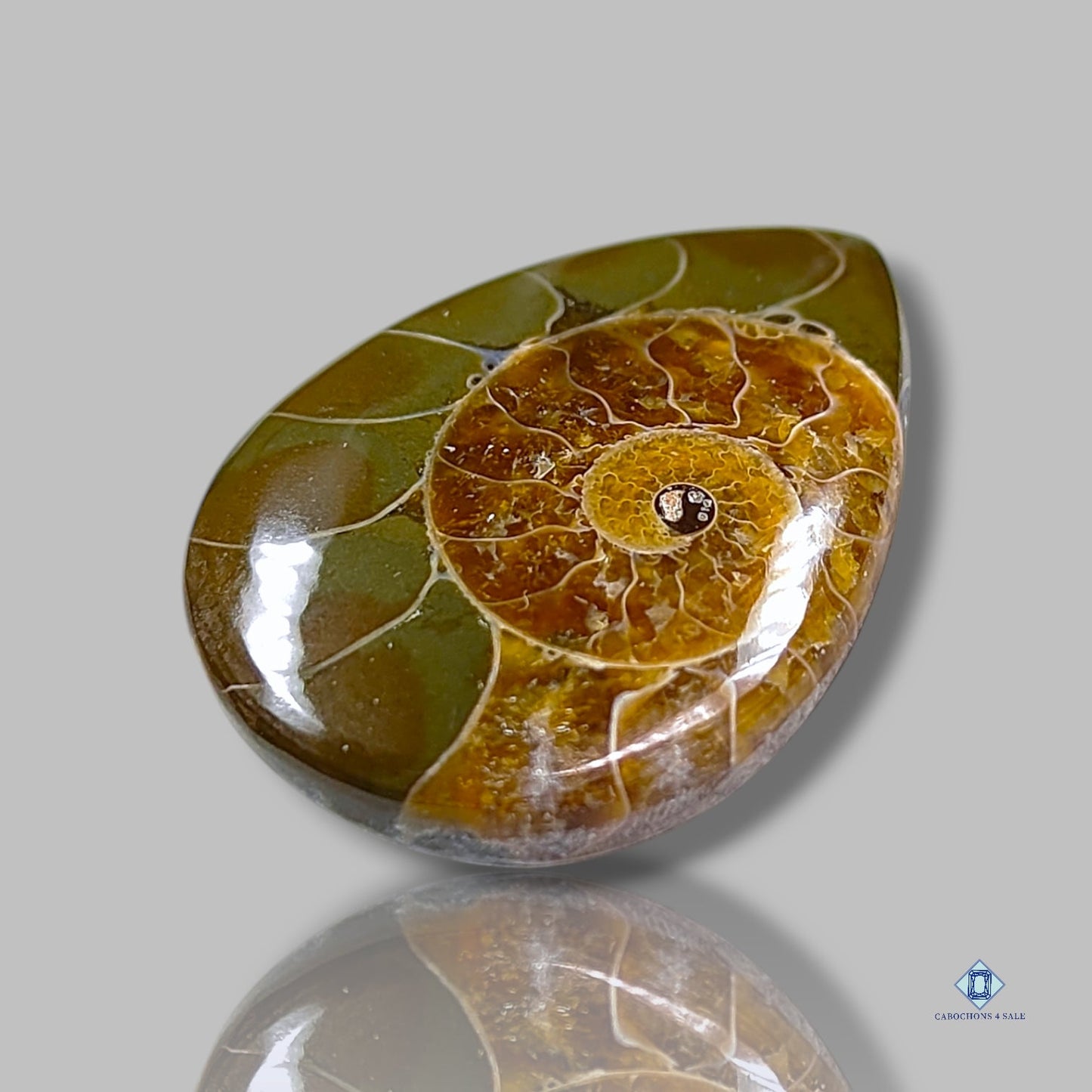 Ammonite Pear Cabochons